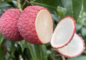 Vải Không Hạt Hải Nam: Bí Mật Đằng Sau Mức Giá 700.000 Đồng/kg Tại Việt Nam